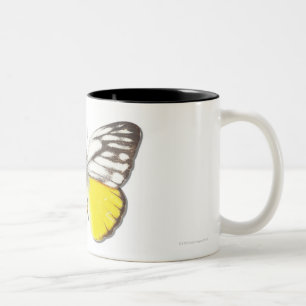 Cepora aspasia zweifarbige tasse