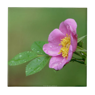 Céramique Springs Storm Beauté Rose sauvage En Pluie Carreau