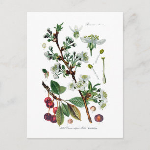 Cerasus vulgaris (Kirsche) Postkarte