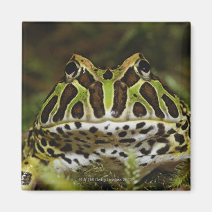 Ceratophrys cranwelli magnet