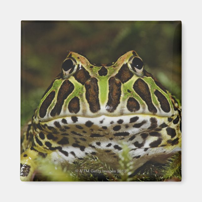 Ceratophrys cranwelli magnet (Vorne)