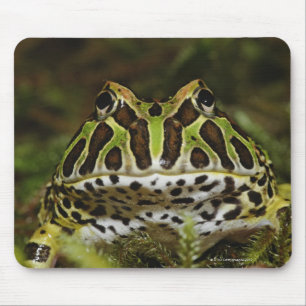 Ceratophrys cranwelli mousepad