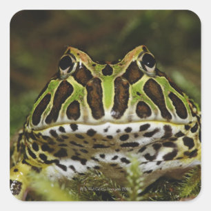 Ceratophrys cranwelli quadratischer aufkleber