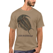 Ceraurus Fossil Trilobit