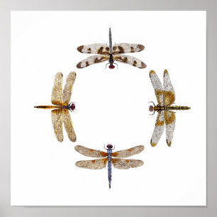 Cercle des libellules Poster II