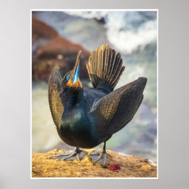 Ceremony of the Sea: Cormorant in Display Photo Poster