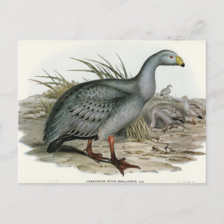 Cereopsis-Gans von Elizabeth Gould Postkarte