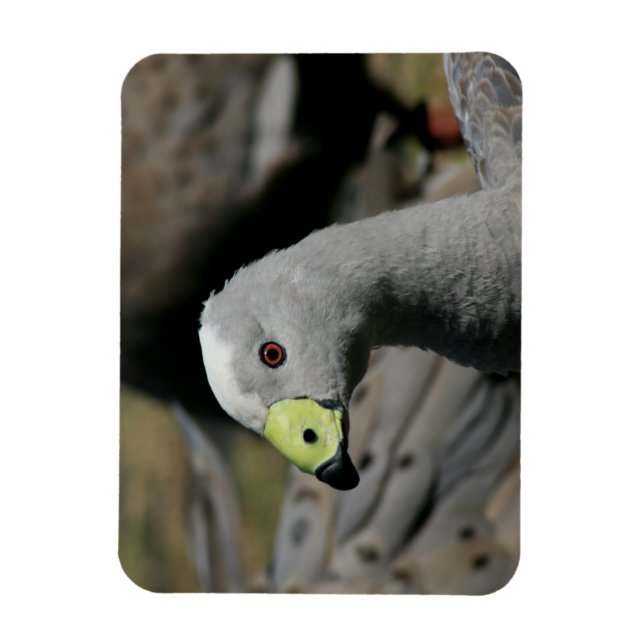 Cereopsis novaehollandiae oder Cape Barren Goose Magnet (Vertikal)