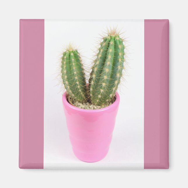 Cereus cactus in einem rosa Topf Magnet (Vorne)