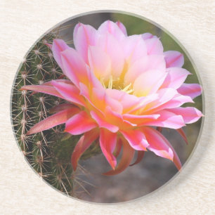 Cereus in rosa Kakteen Blüte Sandstein Untersetzer