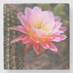 Cereus in rosa Kakteen Blüte Steinuntersetzer