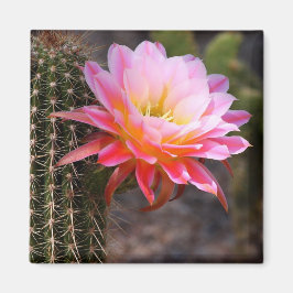 Cereus in rosa Kaktusblüte Magnet