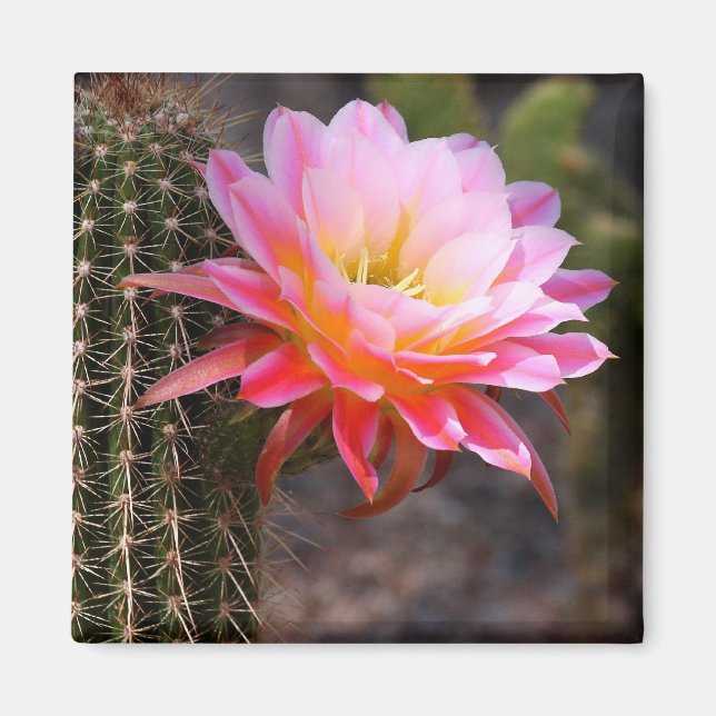 Cereus in rosa Kaktusblüte Magnet (Vorne)