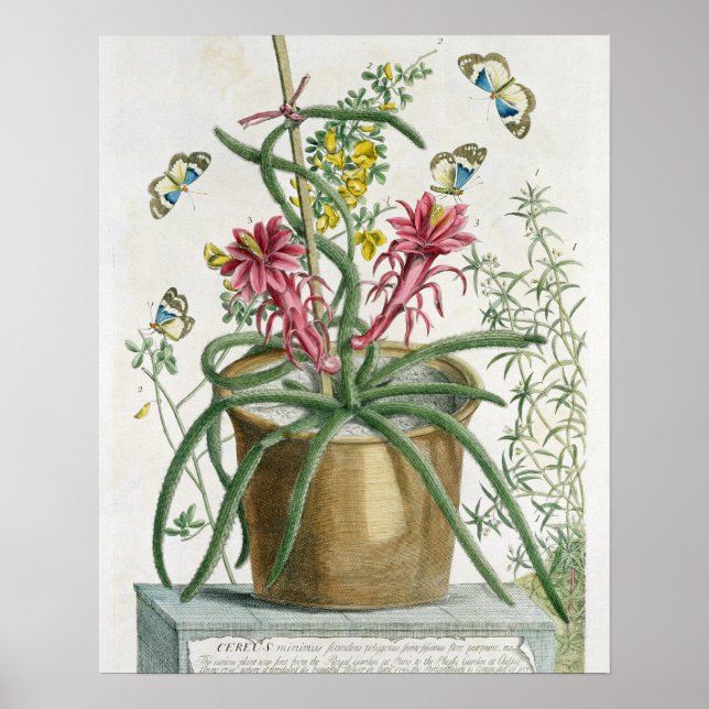 Cereus Minimus, c.1745 (coloured litho) Poster (Vorne)