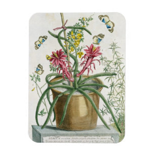 Cereus Minimus, c.1745 (farbige Litho) Magnet