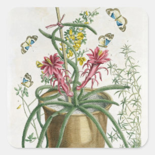Cereus Minimus, c.1745 (farbige Litho) Quadratischer Aufkleber