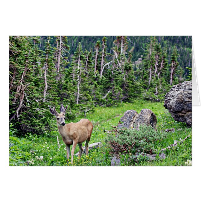 Cerf (Devant horizontal)