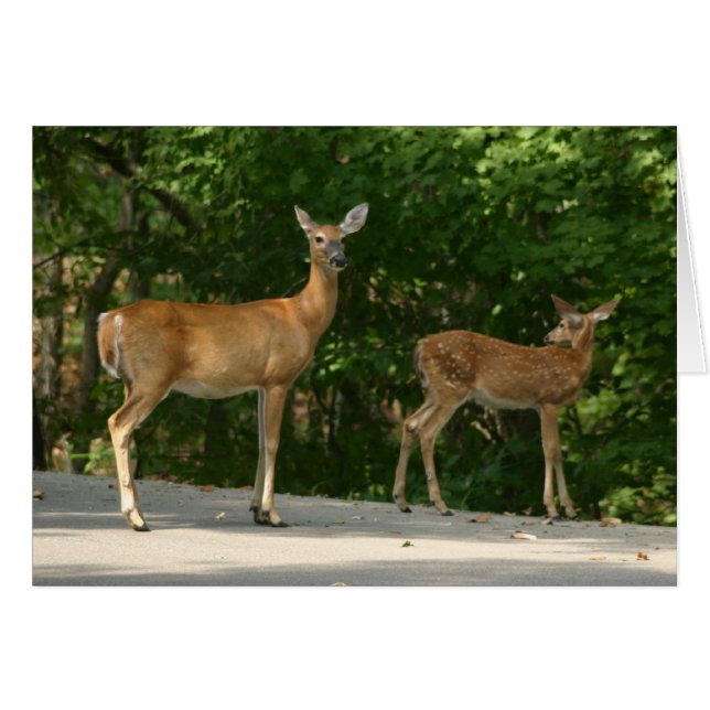 Cerf (Devant horizontal)