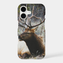 Cerf