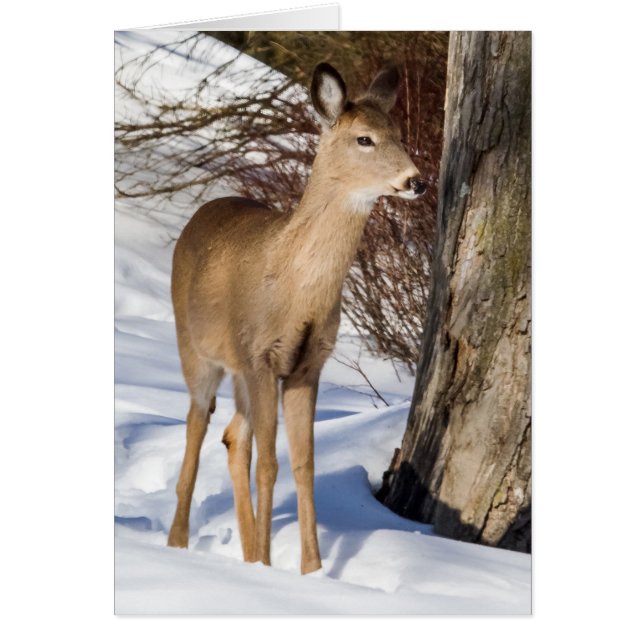 Cerf à queue blanche (gros plan) (Devant)