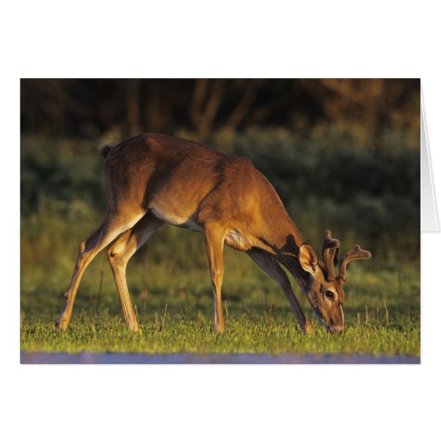 Cerf à queue blanche, Odocoileus virginianus (Devant horizontal)
