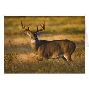 Cerf à queue blanche (Odocoileus virginianus) adul