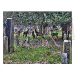 Cerf À Zentralfriedhof
