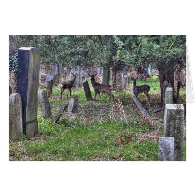 Cerf À Zentralfriedhof (Devant horizontal)
