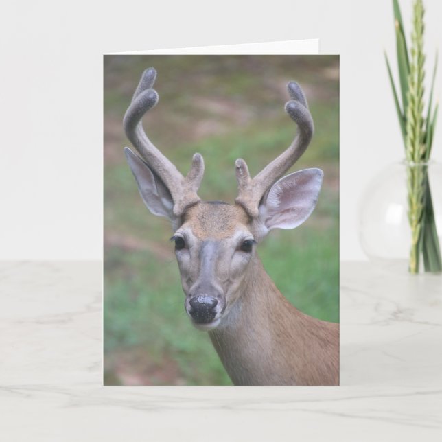 Cerf avec carte Antlers (Devant)