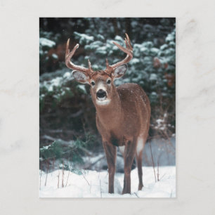Cerf dans la carte postale de neige