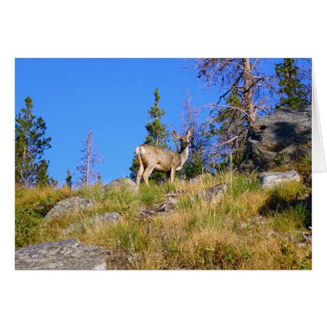 Cerf de montagne (Devant horizontal)