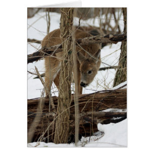 Cerf de Virginie dans la neige