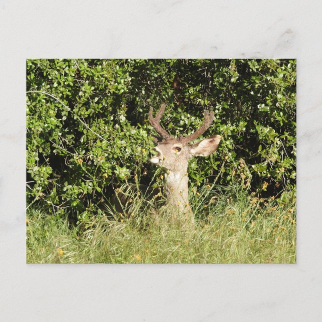 Cerf, dollar, faune, carte postale (Devant)