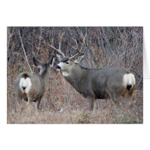 Cerf mulet D29