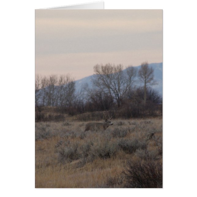 Cerf mulet D4 et collines de Sweet Grass (Devant)