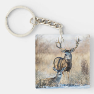 Cerf mulet mâle et femelle