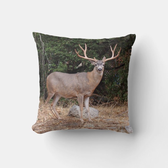 Cerf sur un Coussin (Recto)