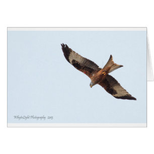 Cerf-volant rouge dans le ciel