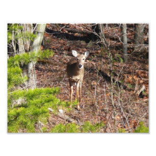 Cerfs Adorables dans la Photographie de la Nature