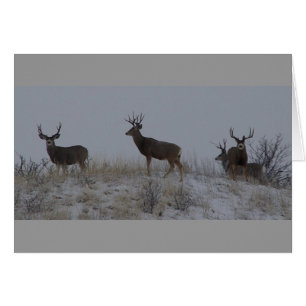Cerfs mulet mâles D21