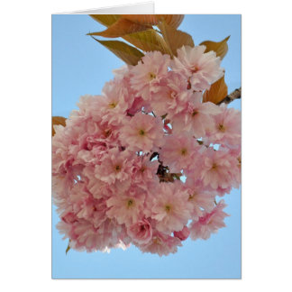 cerise en fleurs002