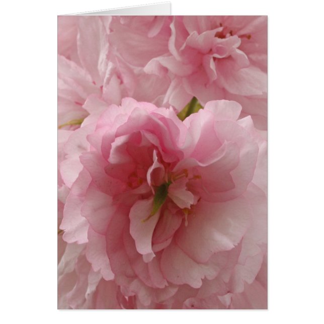 Cerise japonaise (Devant)