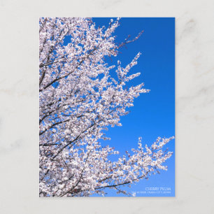 Cerise Plum : Carte postale