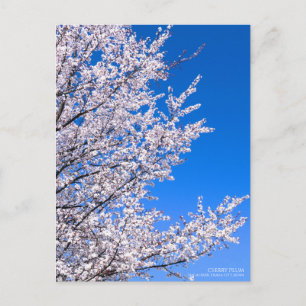 Cerise Plum : Carte postale