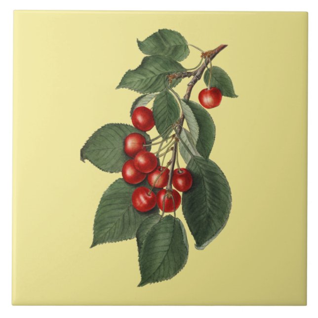 Cerises ~ Carreaux botaniques ~ Cuisine ~ N'import (Devant)