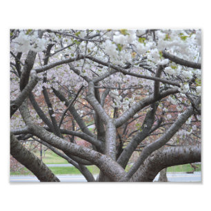 Cerisier 8" de Yoshino" copie de la photo x10