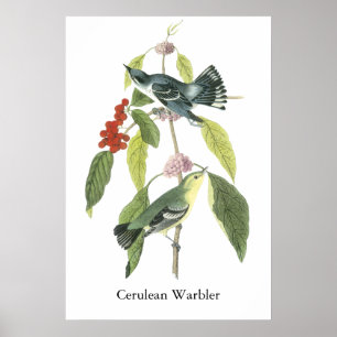 Cerulean Trällerer, John Audubon Poster