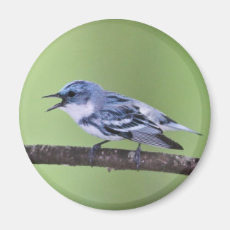 Cerulean Warbler Magnet