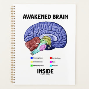 Cerveau éveillé à l'intérieur du cerveau Anatomie