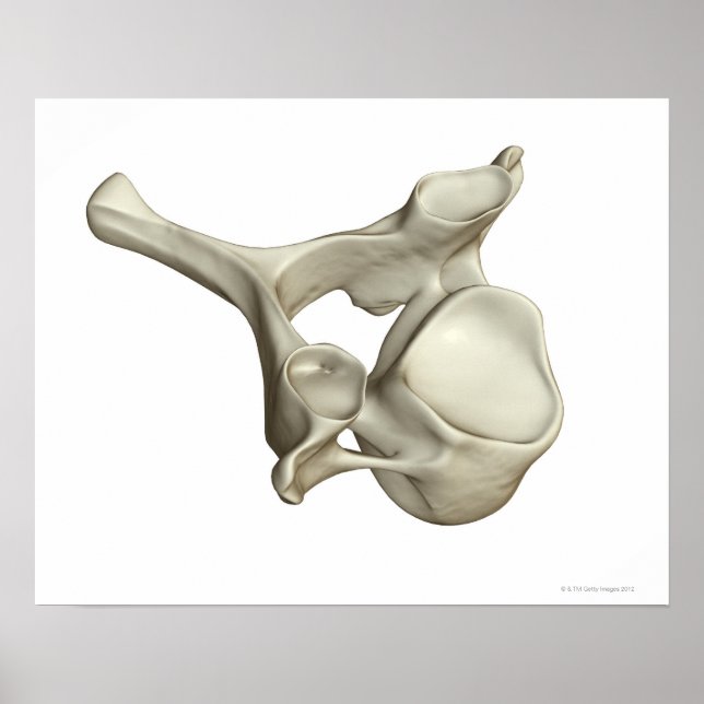 Cervical Vertebra Poster (Vorne)